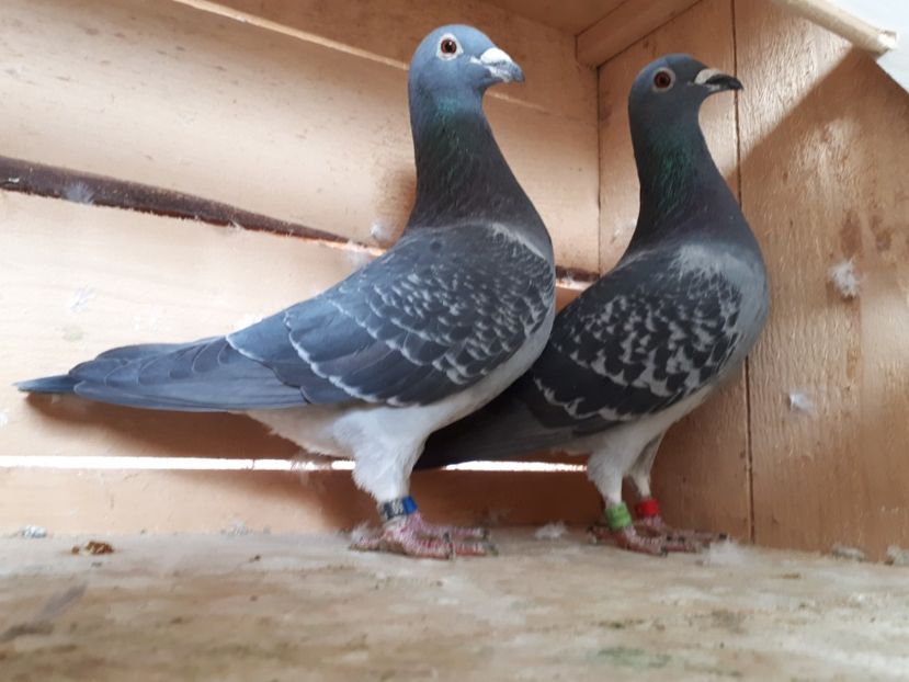 Perechea nr. 11 - Perechi 2019