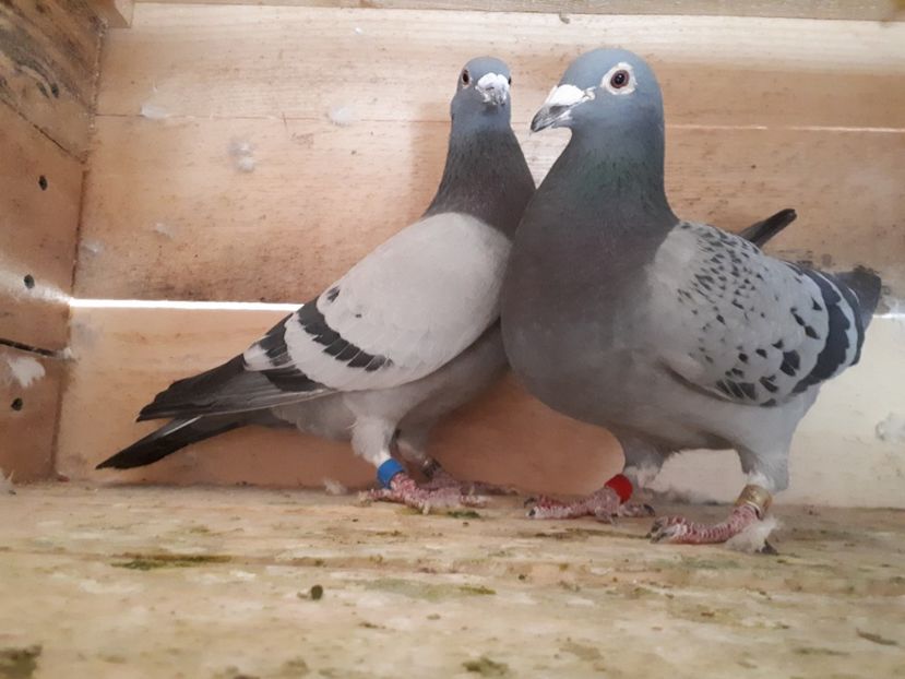 Perechea nr. 4 - Perechi 2019