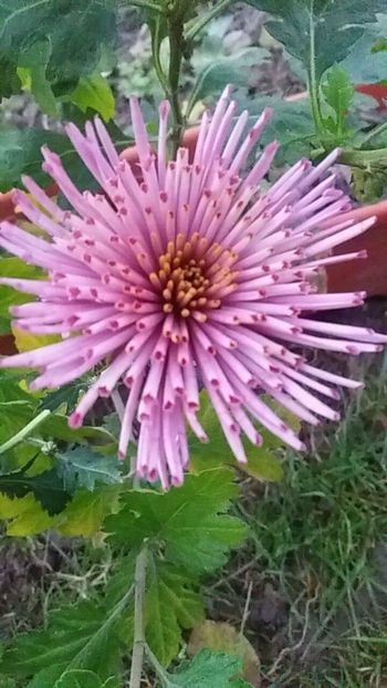 received_908195579356107 - Crizanteme