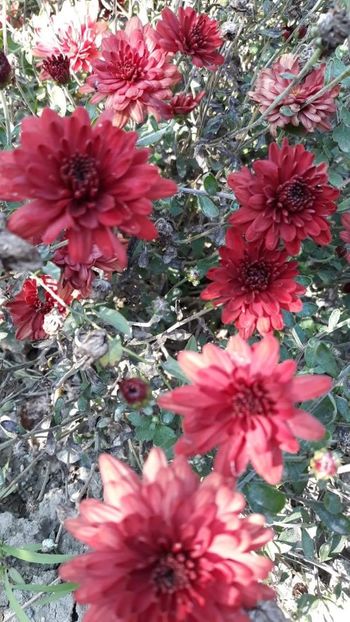 received_337052710388764 - Crizanteme