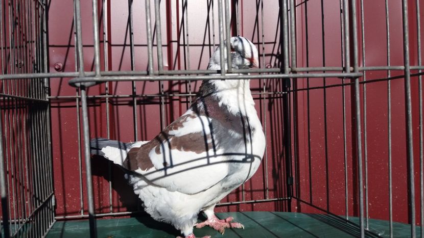 1-0 2818 - matca 2019