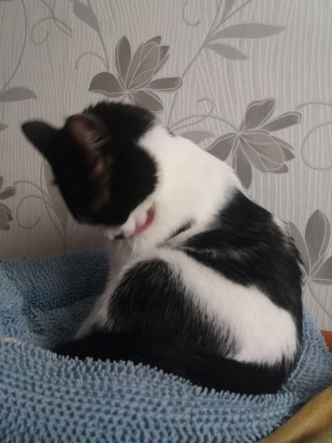  - Duracel februarie 2019