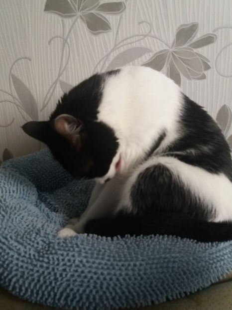  - Duracel februarie 2019