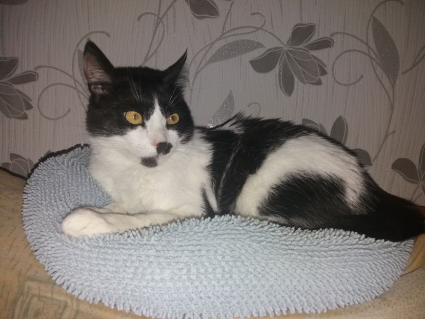  - Duracel februarie 2019