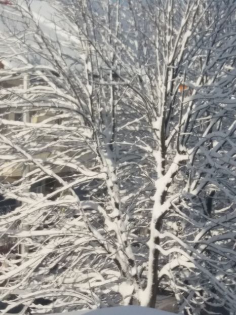  - Zăpada februarie 2019