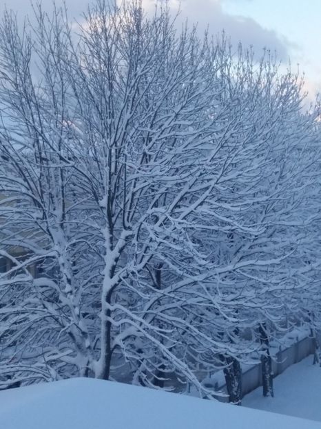  - Zăpada februarie 2019