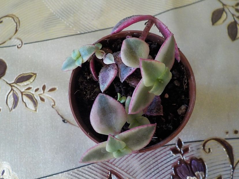  - Genul Crassula