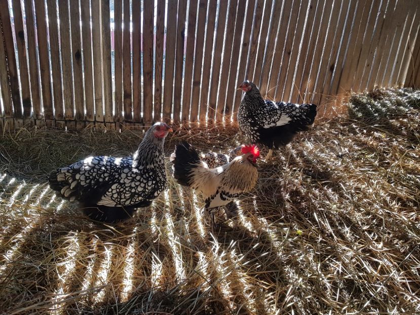  - Mii De Flori Lemon Barboase