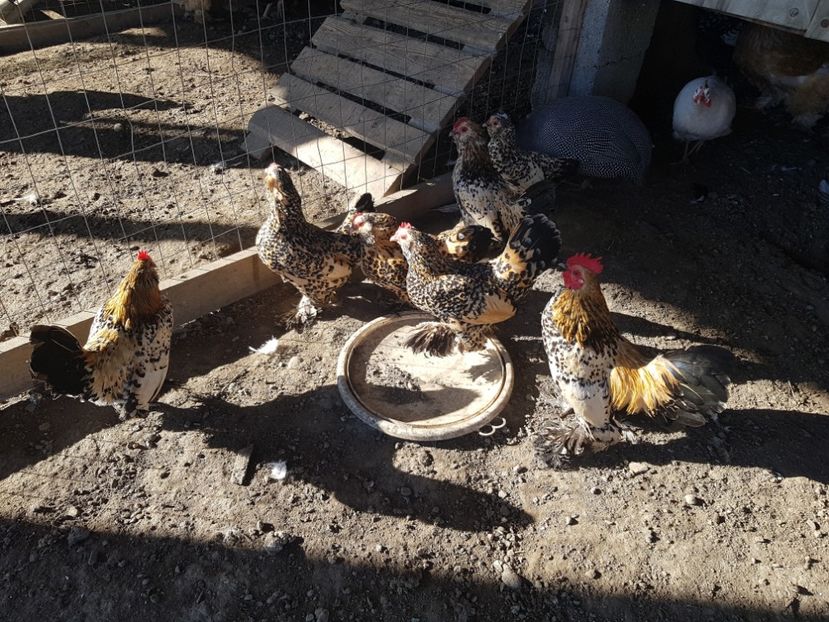  - Mii De Flori Lemon Barboase