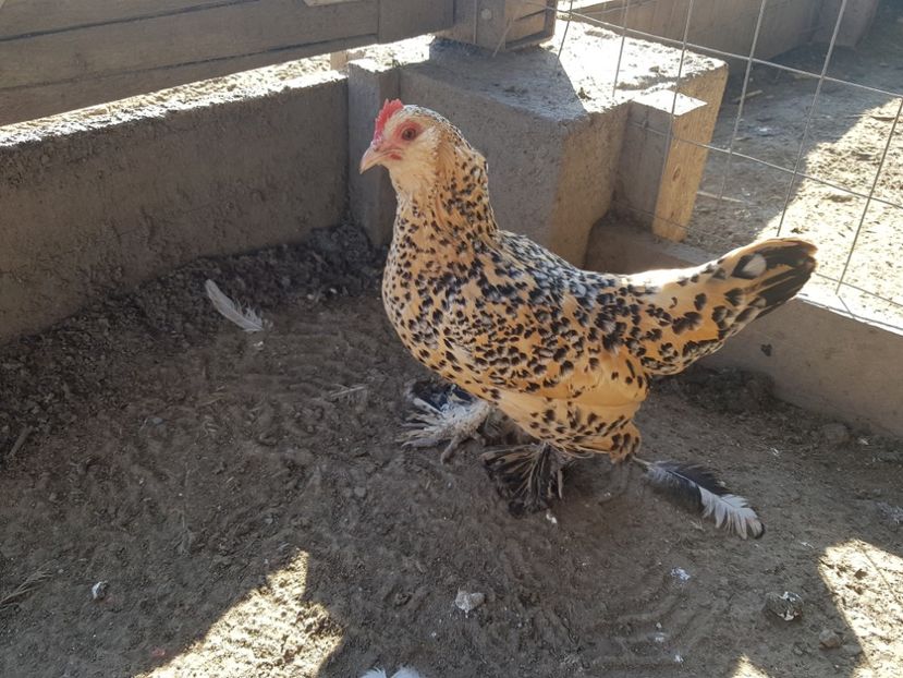  - Mii De Flori Lemon Barboase