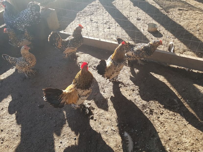  - Mii De Flori Lemon Barboase