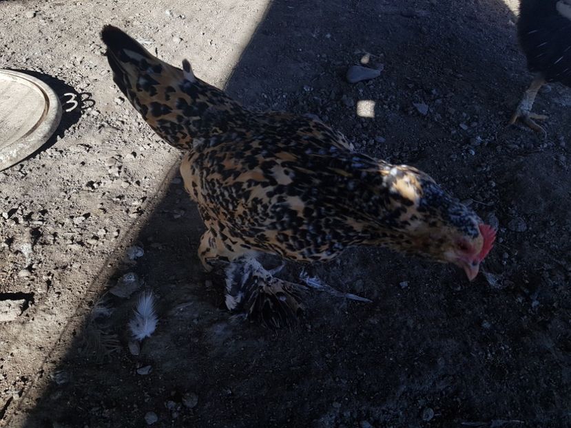  - Mii De Flori Lemon Barboase