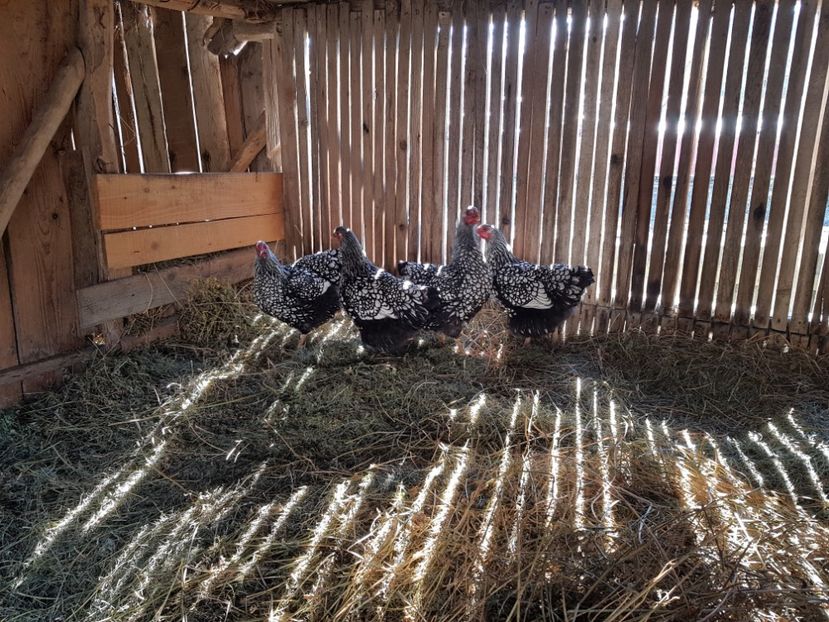  - Wyandotte Argintiu