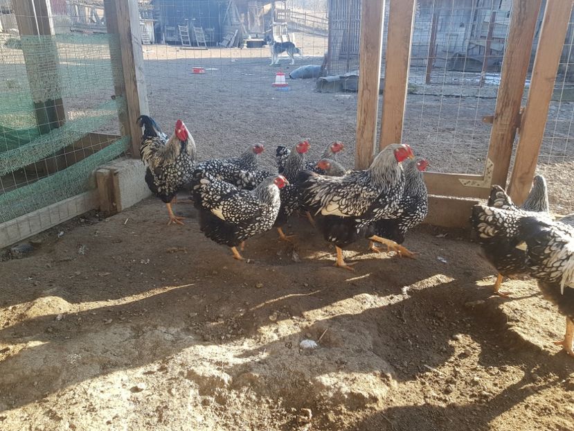  - Wyandotte Argintiu