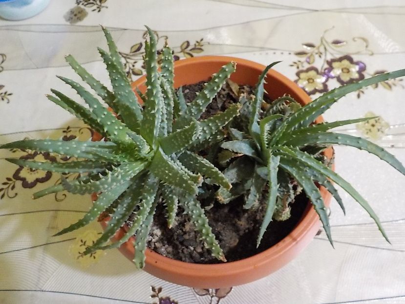  - aloe humilis