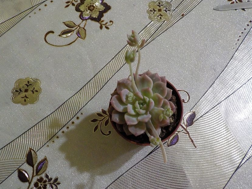  - echeveria prolifera 2019