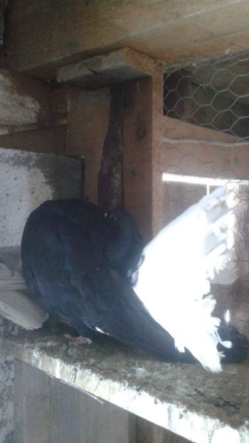 received_1410395228995244 - Porumbei vanduti