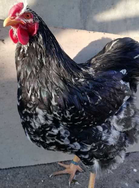  - Wyandotte negru bobat