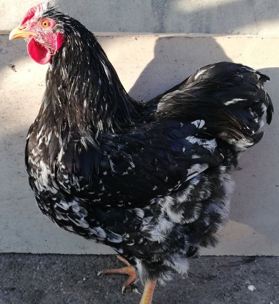  - Wyandotte negru bobat
