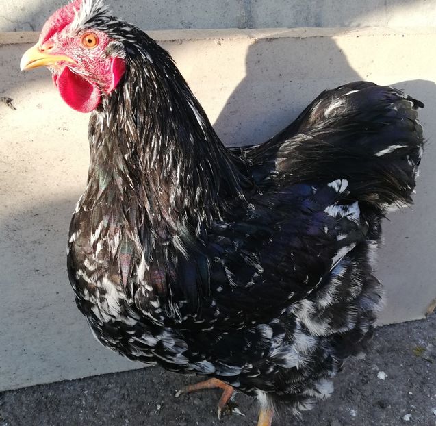  - Wyandotte negru bobat
