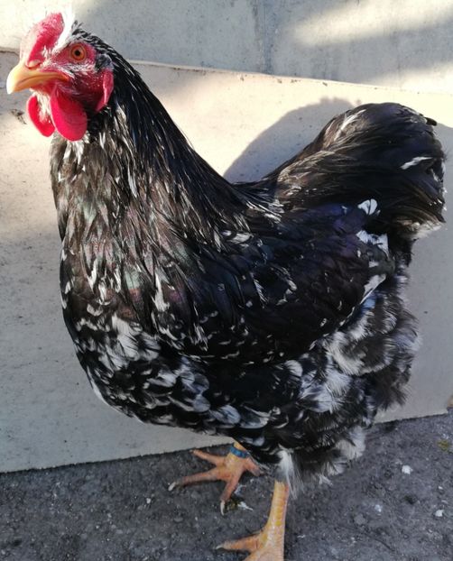  - Wyandotte negru bobat