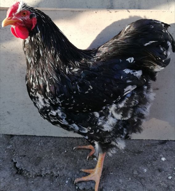  - Wyandotte negru bobat