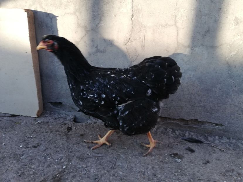  - Wyandotte negru bobat