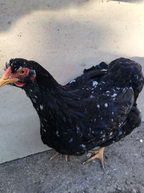  - Wyandotte negru bobat