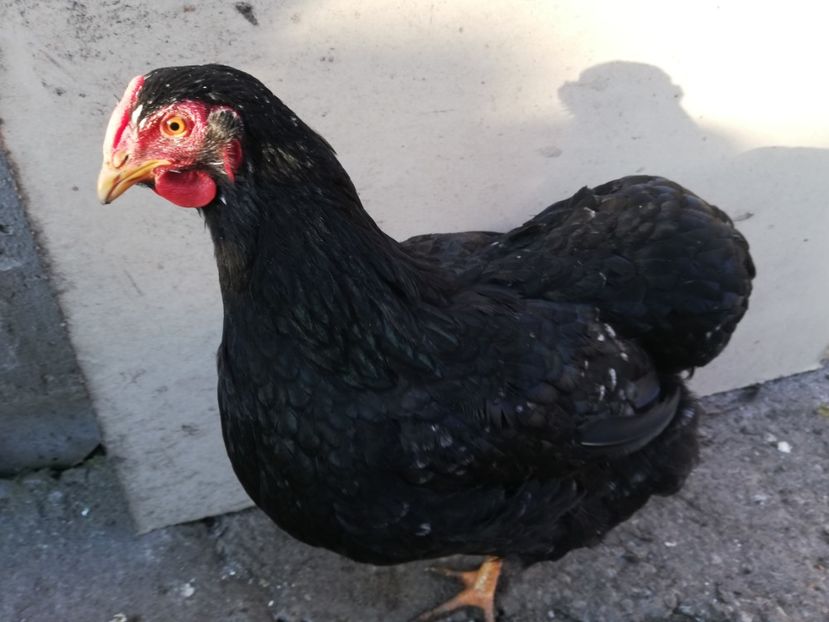  - Wyandotte negru bobat
