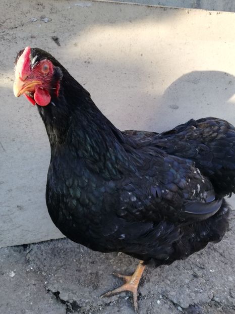  - Wyandotte negru bobat