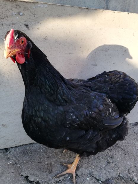  - Wyandotte negru bobat