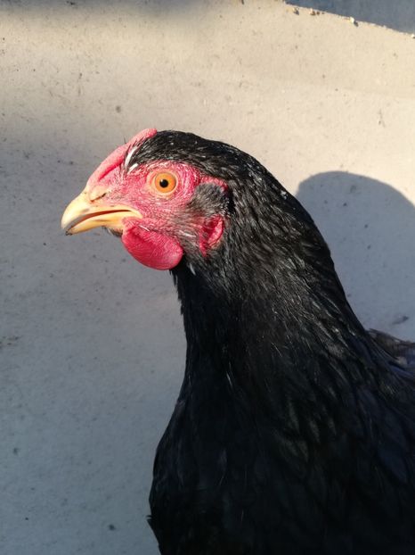  - Wyandotte negru bobat