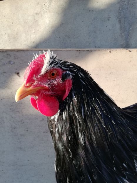  - Wyandotte negru bobat