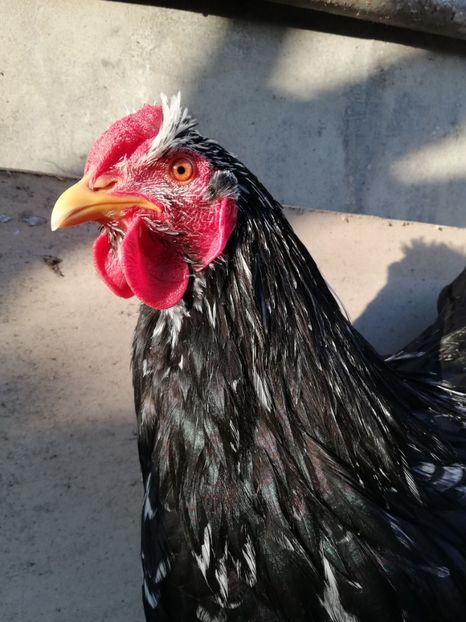  - Wyandotte negru bobat