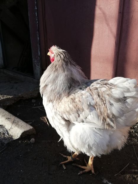  - Wyandotte negru bobat