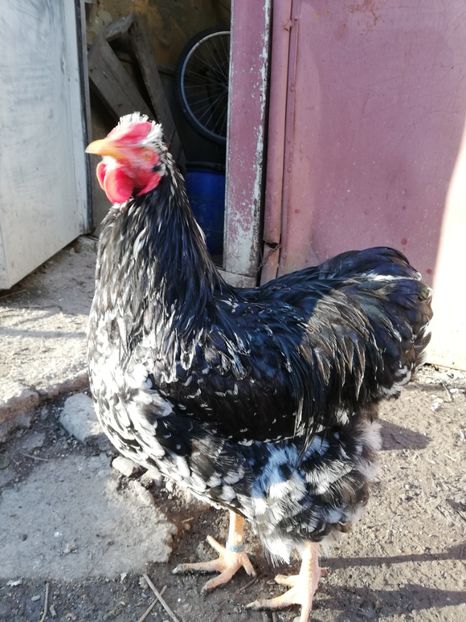  - Wyandotte negru bobat