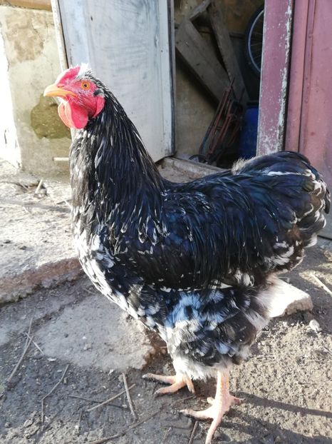  - Wyandotte negru bobat