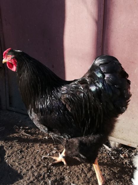  - Wyandotte negru bobat