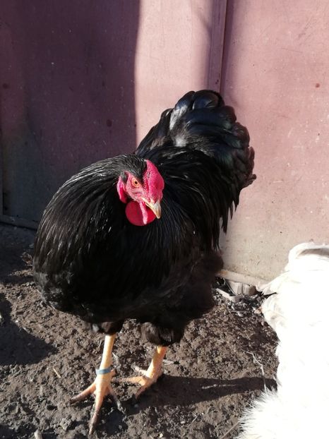  - Wyandotte negru bobat