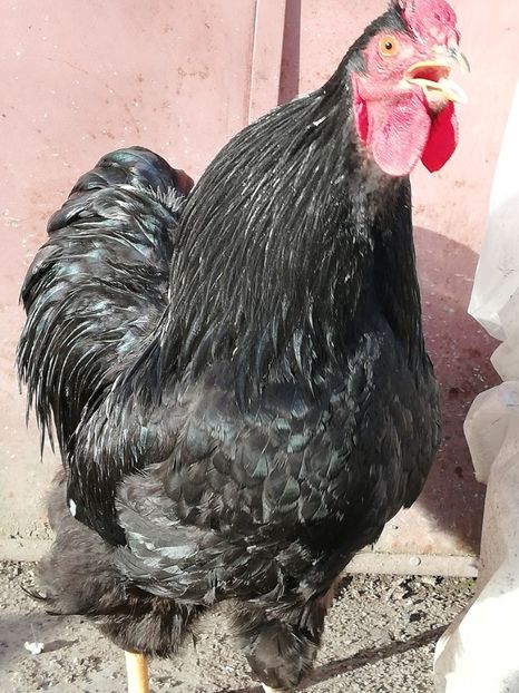  - Wyandotte negru bobat
