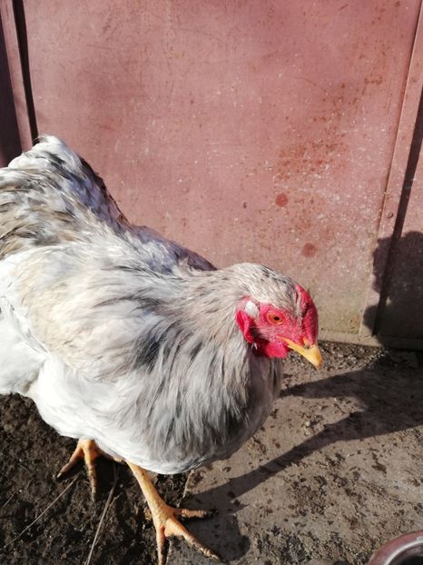  - Wyandotte negru bobat