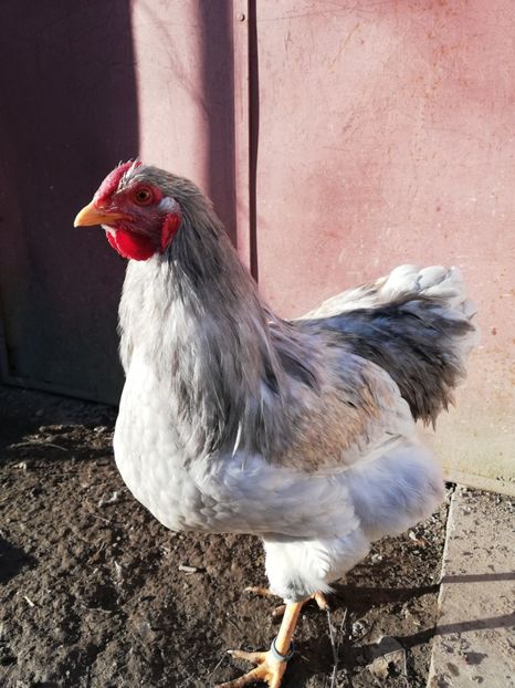  - Wyandotte negru bobat