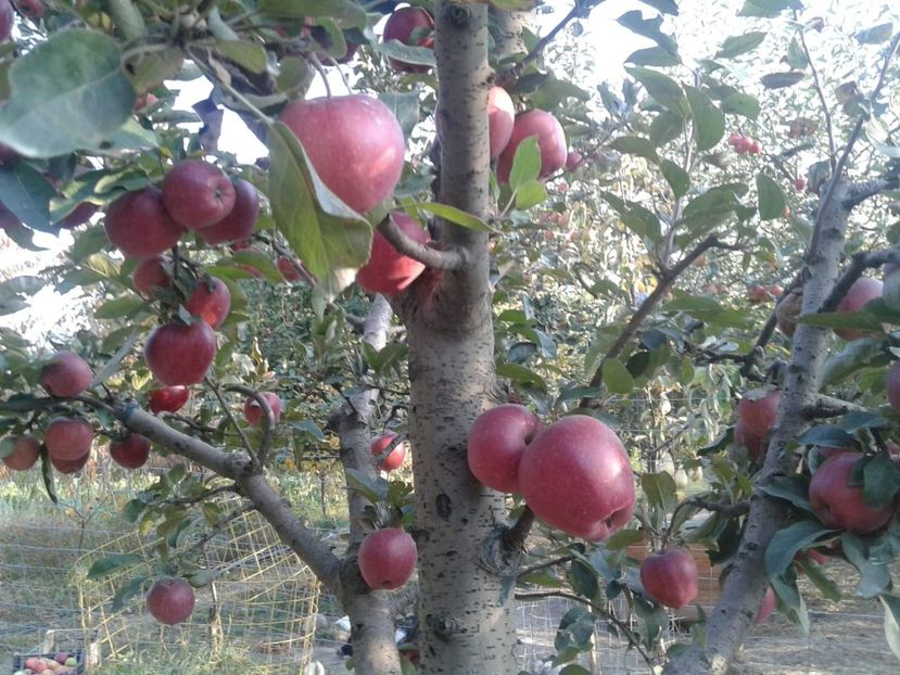 IMG-20181010-WA0011 - Livada mea de meri