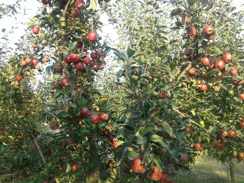 IMG-20181010-WA0008 - Livada mea de meri