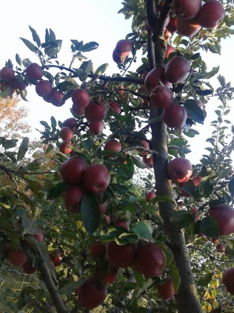 IMG-20181010-WA0002 - Livada mea de meri