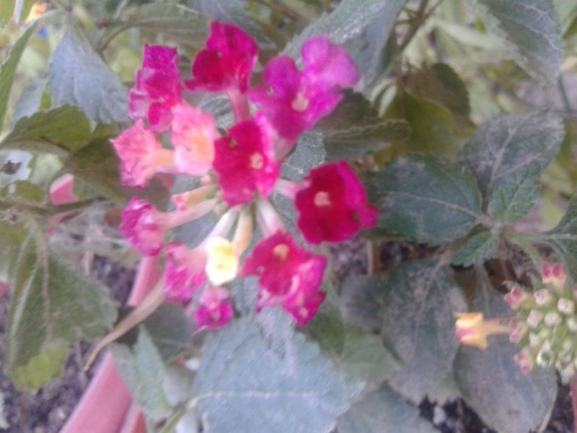 Lantana ciclam cu roz - plante de interior