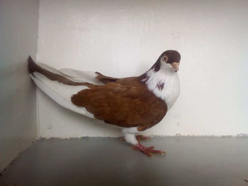  - PORUMBEI CARE MI AU APARTINUT