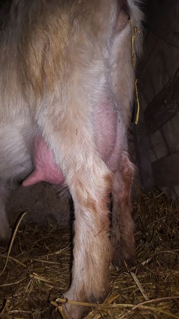 Pulpe la caprele de doi ani - Capre