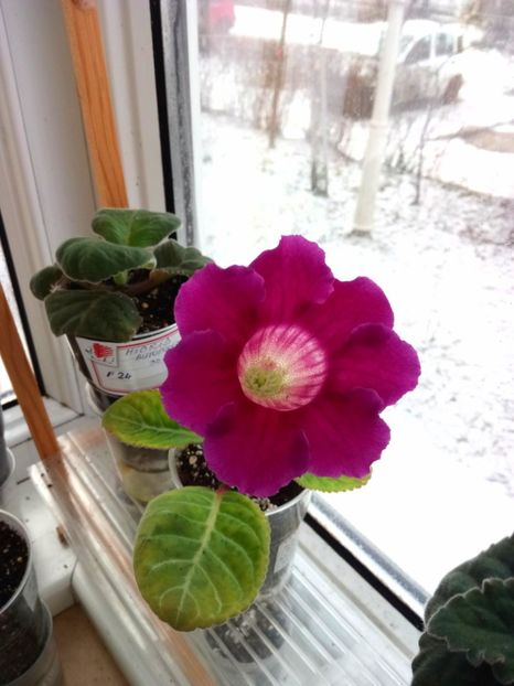 2019 - Flori la geam-2019