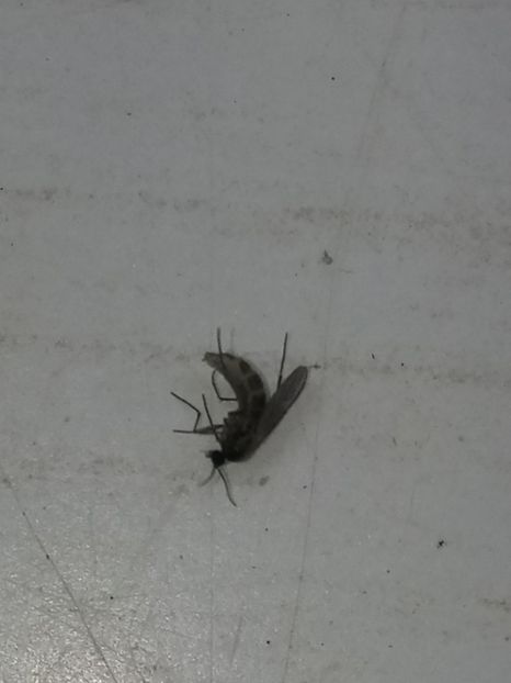  - Ce insectă mai e și asta?